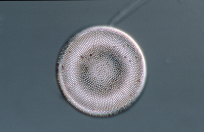 Actinocyclus normannii