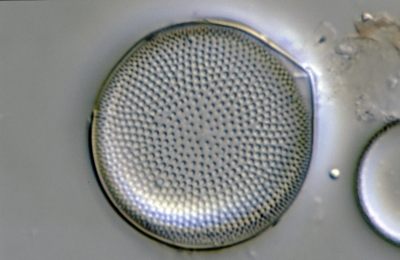 Actinocyclus normannii