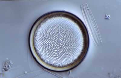 Actinocyclus spec.