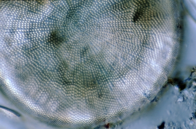 Actinocyclus ehrenbergii