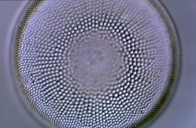 Actinocyclus spec.