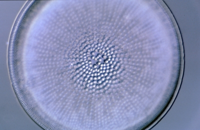 Actinocyclus spec.
