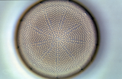 Actinocyclus ehrenbergii