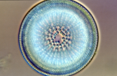 Actinocyclus spec.