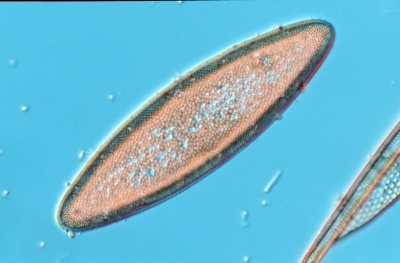Actinocyclus ellipticus
