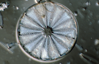 Actinoptychus splendens