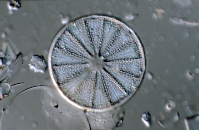 Actinoptychus splendens