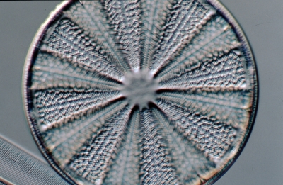 Actinoptychus splendens