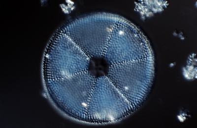 Actinoptychus undulatus