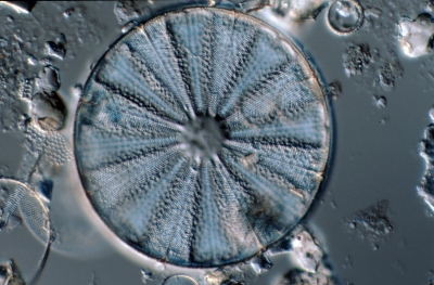 Actinoptychus splendens