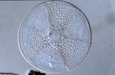 Actinoptychus senarius