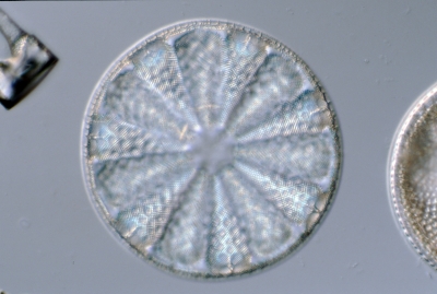 Actinoptychus vulgaris