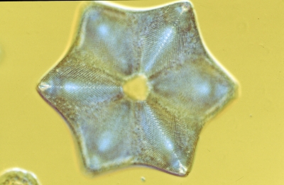 Actinoptychus spec.
