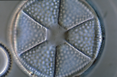 Actinoptychus senarius