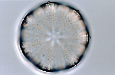 Actinoptychus spec.