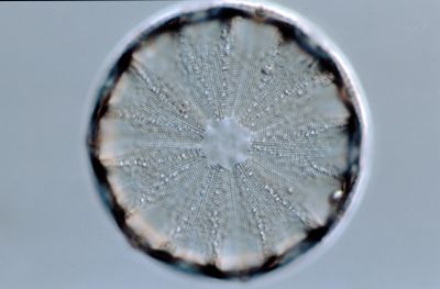 Actinoptychus spec.