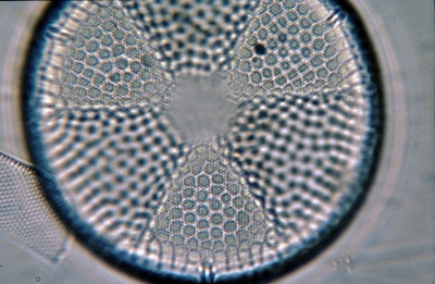 Actinoptychus spec.