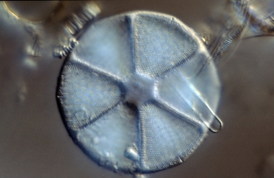 Actinoptychus spec.