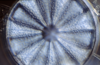 Actinoptychus splendens
