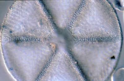 Actinoptychus senarius