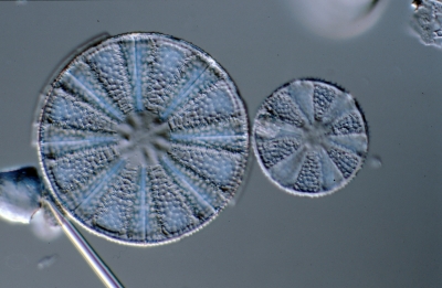 Actinoptychus splendens/adriatic