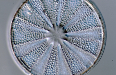 Actinoptychus splendens