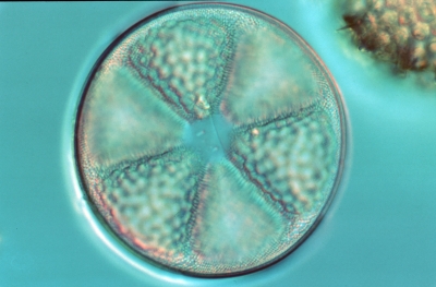 Actinoptychus spec.