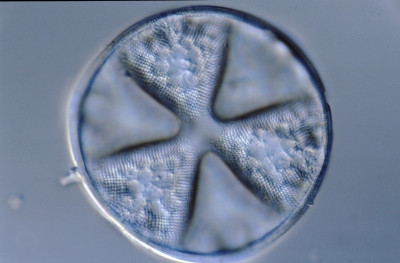 Actinoptychus undulatus