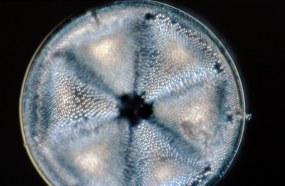 Actinoptychus undulatus