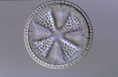 Actinoptychus undulatus?