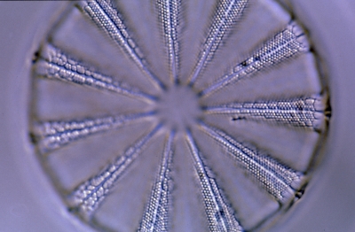 Actinoptychus splendens?