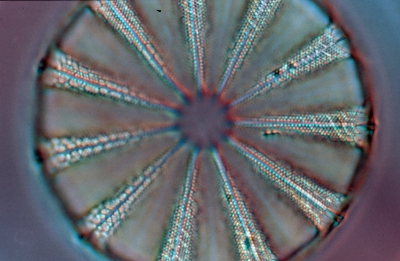 Actinoptychus splendens?