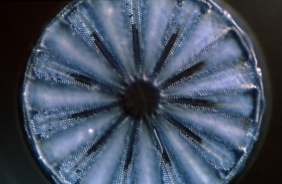 Actinoptychus splendens