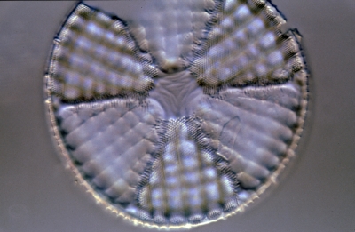 Actinoptychus spec.
