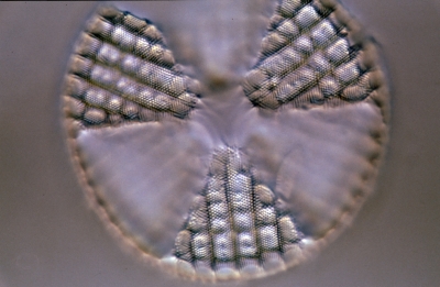 Actinoptychus spec.