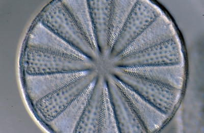 Actinoptychus spec.