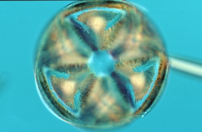 Actinoptychus spec.