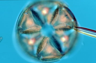 Actinoptychus spec.
