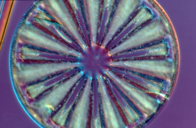 Actinoptychus