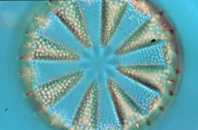 Actinoptychus