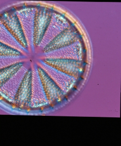 Actinoptychus