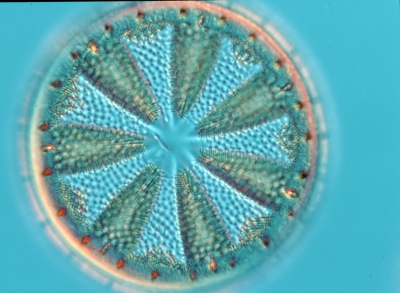 Actinoptychus