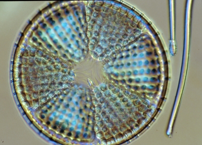 Actinoptychus