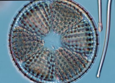 Actinoptychus