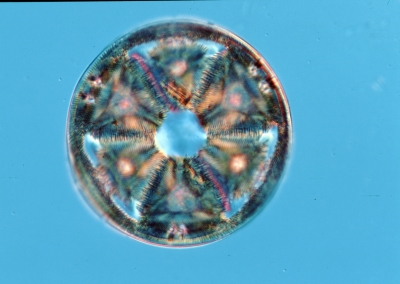 Actinoptychus?