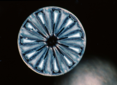 Actinoptychus