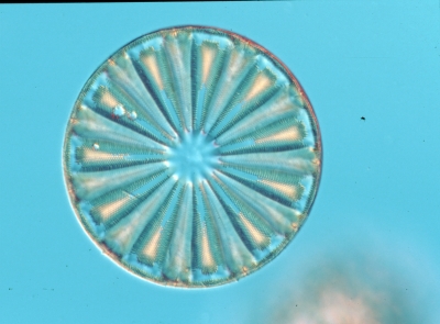 Actinoptychus