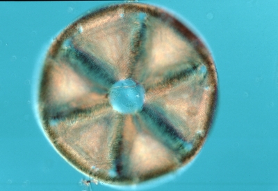 Actinoptychus