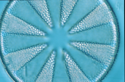 Actinoptychus