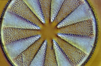 Actinoptychus